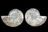 Bargain, Cut & Polished Ammonite Fossil - Agatized #73968-1
